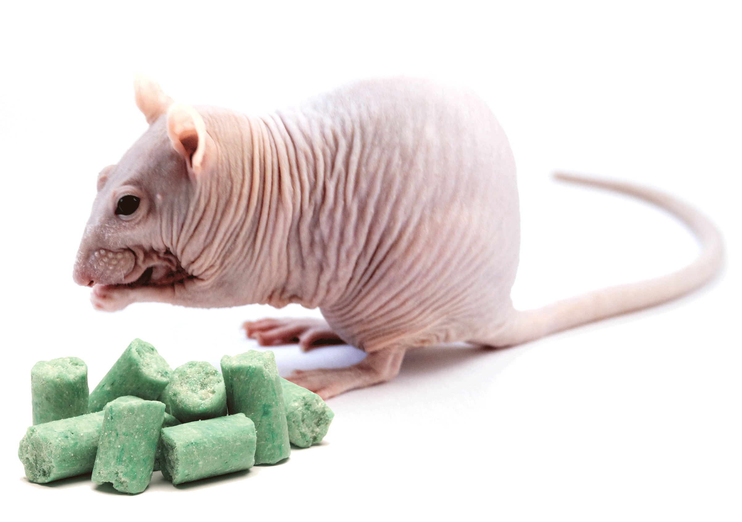 nude mouse with spirulina